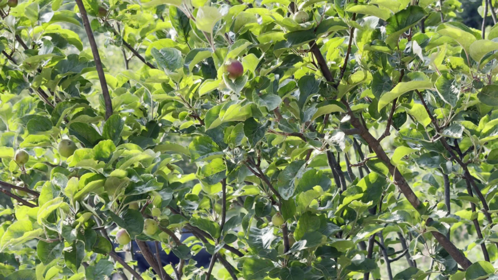 Plum Tree