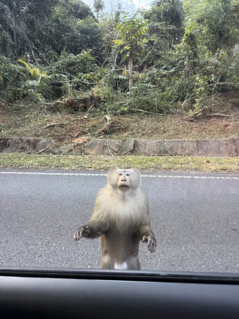 Monkey
